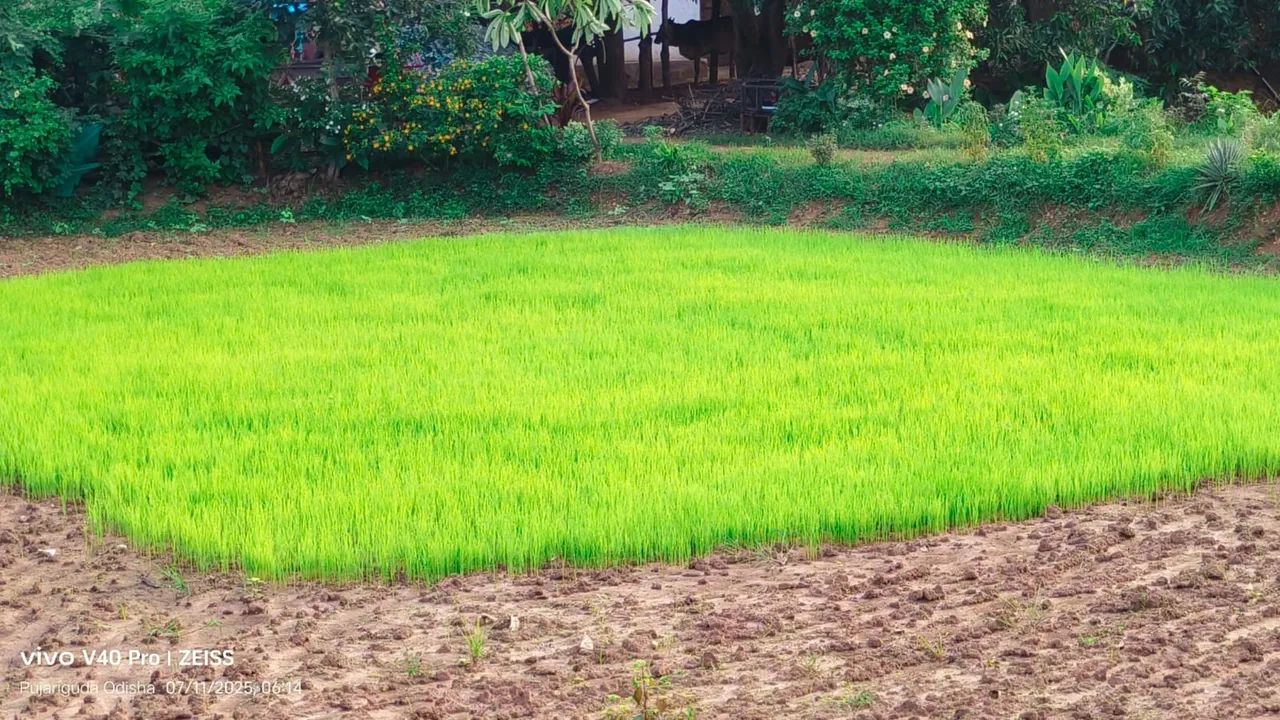  ଶ୍ରାବଣରେ ଚନ୍ଦାହାଣ୍ଡିରେ ବୈଶାଖର ତାତି: ବର୍ଷା ଉଭାନ, ଚାଷୀ ହତାଶ