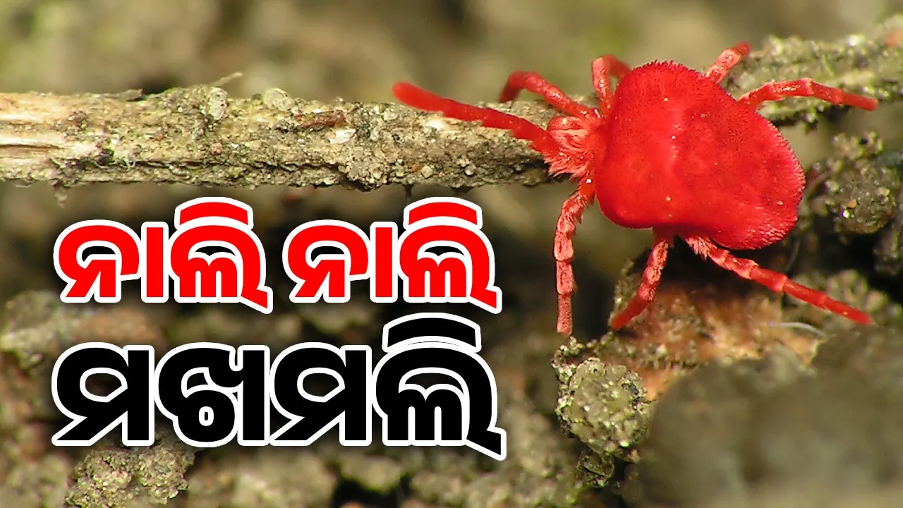  ନାଲି ନାଲି ମଖମଲି