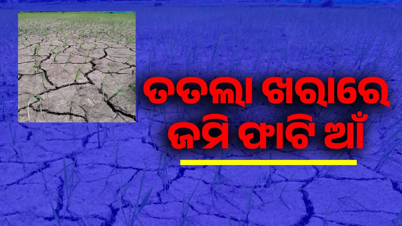  ଶ୍ରାବଣ ମାସରେ ବର୍ଷା ଉଭାନ, ତତଲା ଖରାରେ ଜମି ଫାଟି ଆଁ, ଚିନ୍ତାରେ ଚାଷୀ