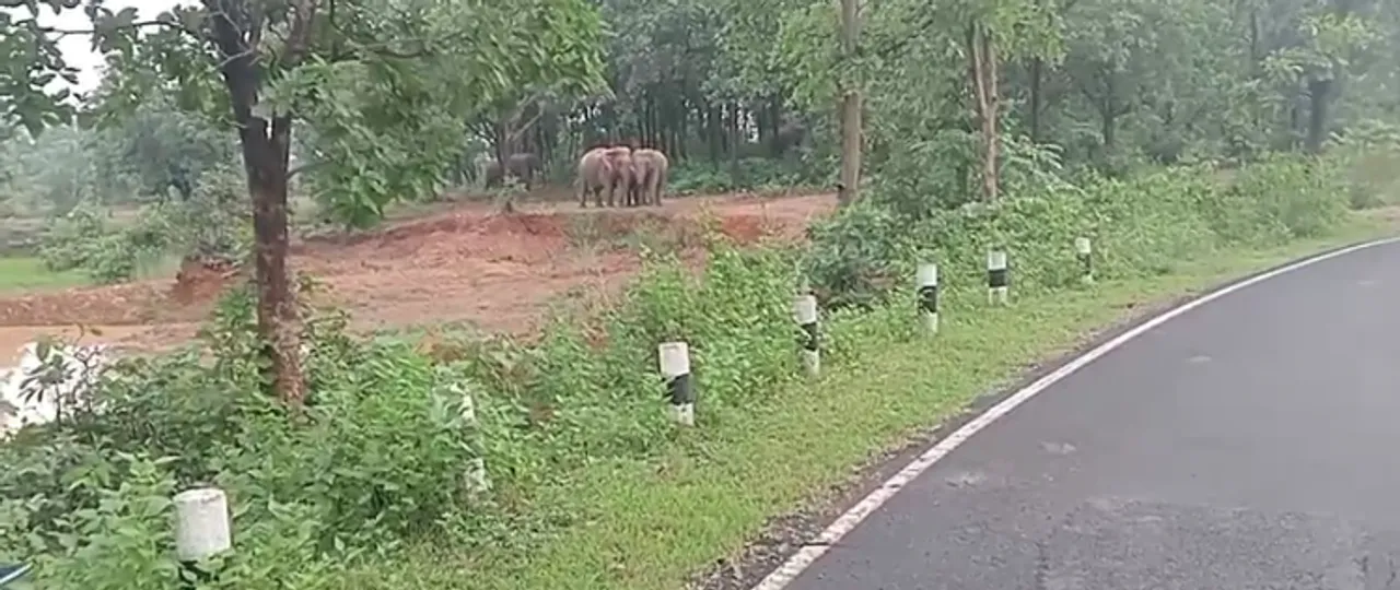  କୁମୁସି ନିକଟରେ ରାସ୍ତା ପାରିହେଲେ ୧୮ଟିକିଆ ହାତୀପଲ
