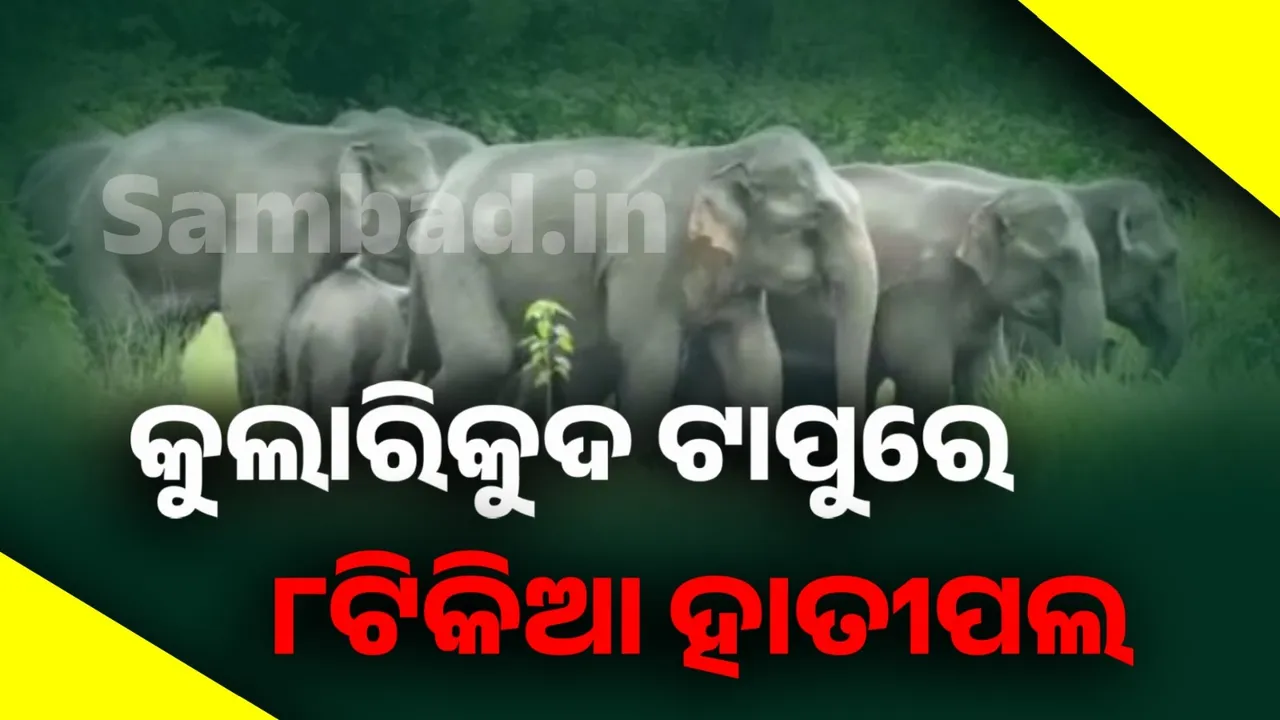  ପୁଣିଥରେ କୁଲାରିକୁଦ ଟାପୁରେ ପହଞ୍ଚିଲେ ୮ଟିକିଆ ହାତୀପଲ
