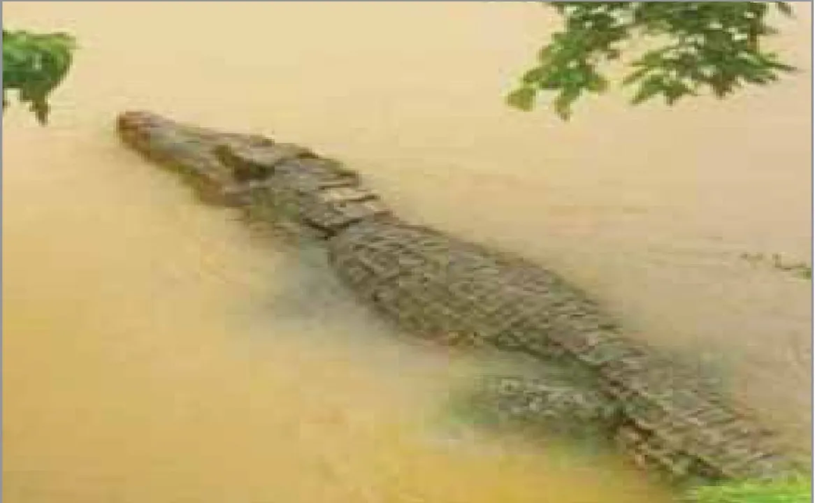  ବ୍ରାହ୍ମଣୀ ବନ୍ୟା ସ୍ଥିତି ଗମ୍ଭୀର: ପାଣିରେ ଭାସୁଛନ୍ତି ବିରାଟ କୁମ୍ଭୀର