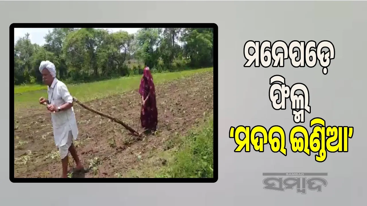  Like the film 'Mother India', the father-in-law is pulling the plough like an ox, the daughter-in-law is ploughing the field Photograph: (sambad.in) 
