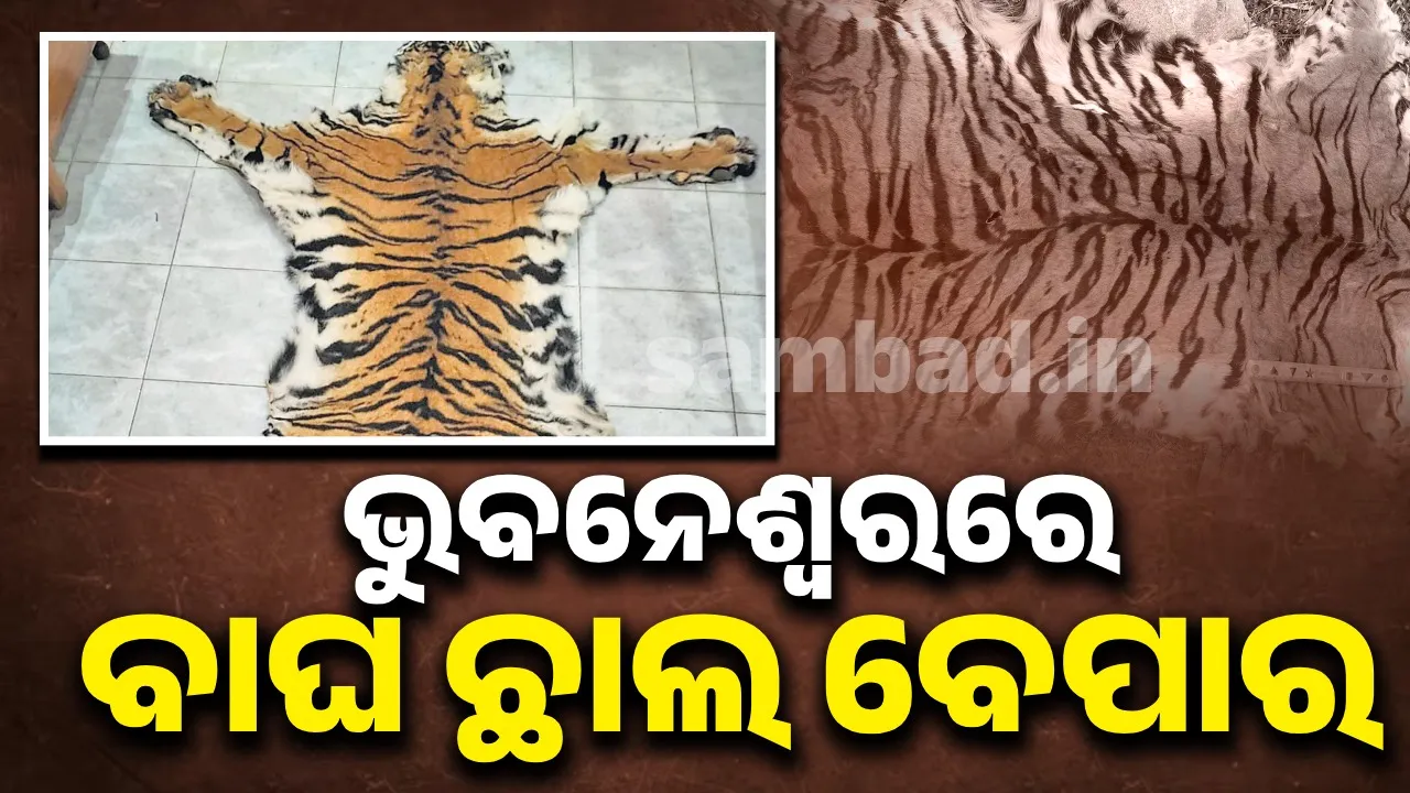  ଅଢ଼େଇ ଲକ୍ଷ ଟଙ୍କାରେ ବିକୁଥିଲେ ବାଘଛାଲ, ଦୁଇ ଅଭିଯୁକ୍ତ ଗିରଫ