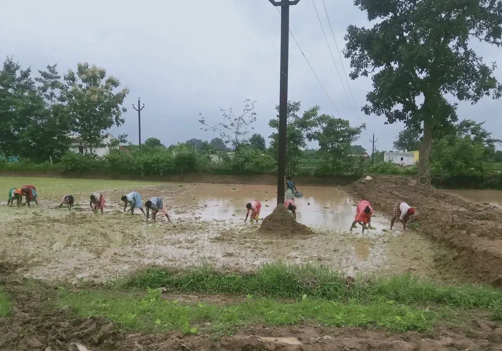  ବର୍ଷା ପରେ ଚାଷୀଙ୍କୁ ଶ୍ରମିକ ଅଭାବ ଚିନ୍ତା