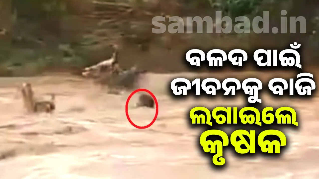  ଜୀବନକୁ ବାଜି ଲଗାଇ ହୀରା-ମୋତିଙ୍କୁ ବଞ୍ଚାଇ ଆଣିଲେ କୃଷକ