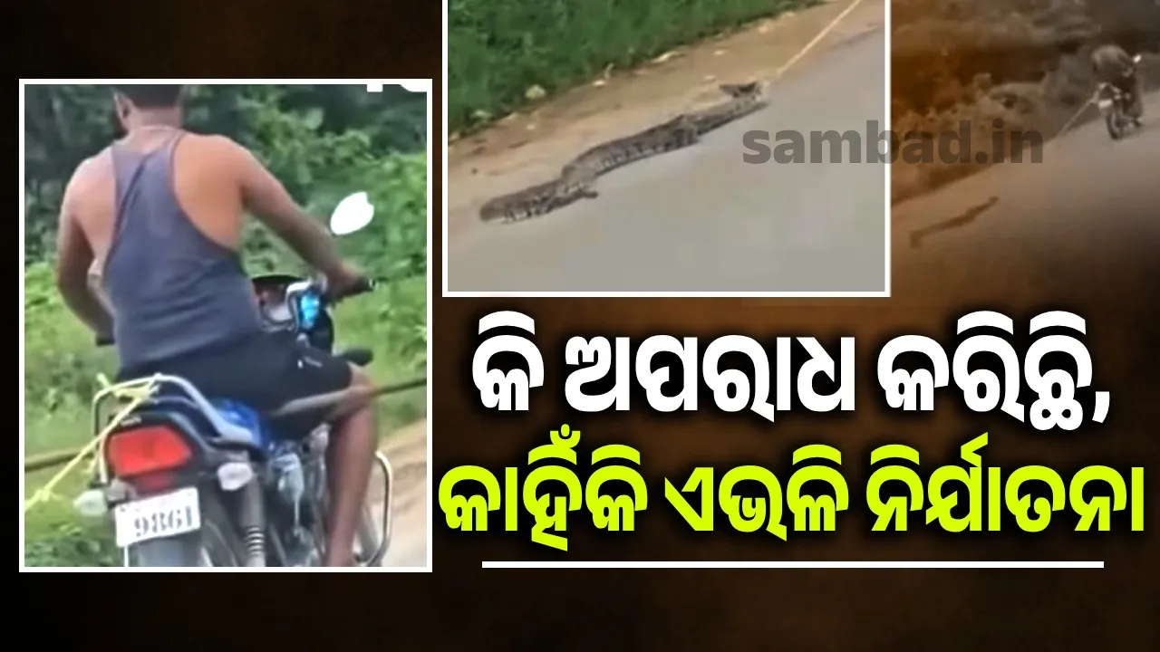  ବିଶାଳକାୟ ଅଜଗରକୁ ବାନ୍ଧି ବାଇକରେ ଟାଣିଟାଣି ନେଇଯାଉଛନ୍ତି ଯୁବକ: ଭିଡିଓ ଭାଇରାଲ