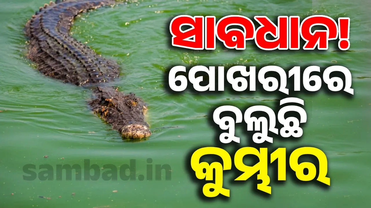  କାଲିମେଳାରେ କୁମ୍ଭୀର ଆତଙ୍କ! ପୋଖରୀ ଚାରିପଟେ ଘେରି ରହିଛନ୍ତି ଗ୍ରାମବାସୀ