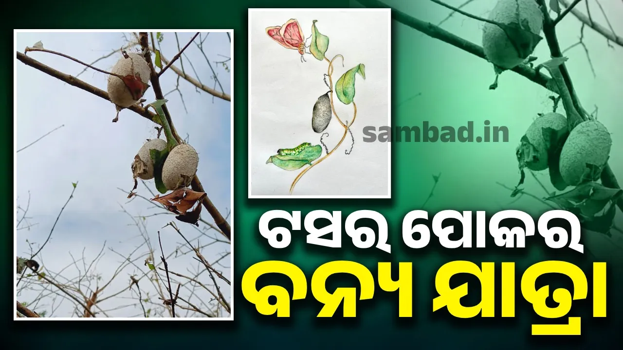  ରେଶମ ଉତ୍ପାଦନକୁ ନେଇ ଏହି ଆକର୍ଷଣୀୟ କଥା ସବୁ ଜାଣନ୍ତି କି?