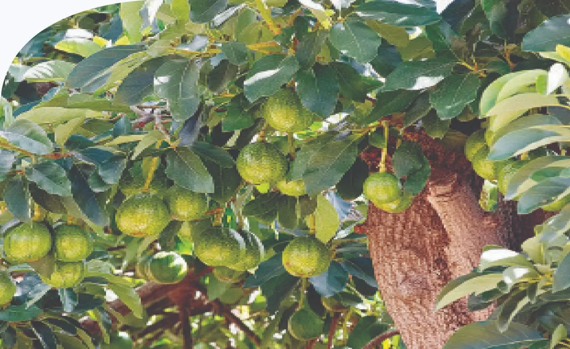  ସୁଭାଷିତ: ଗ୍ରୀଷ୍ମର ତପସ୍ୟା, ବର୍ଷାର ସିଦ୍ଧି