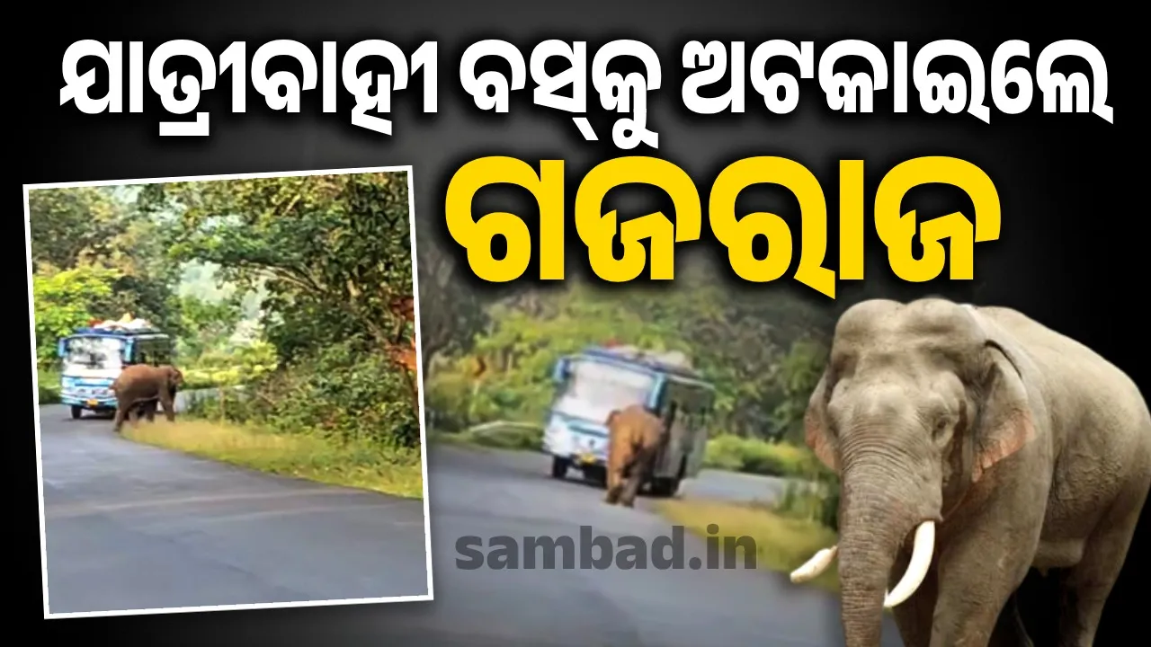  ଘରୋଇ ଯାତ୍ରୀବାହୀ ବସ୍‌ ଆଗକୁ ମାଡ଼ିଆସିଲା ହାତୀ