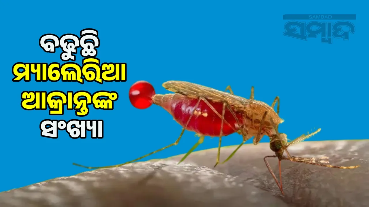  Residents of Baanrapal area suffer due to mosquito bites: 12 infected Photograph: (sambad.in) 