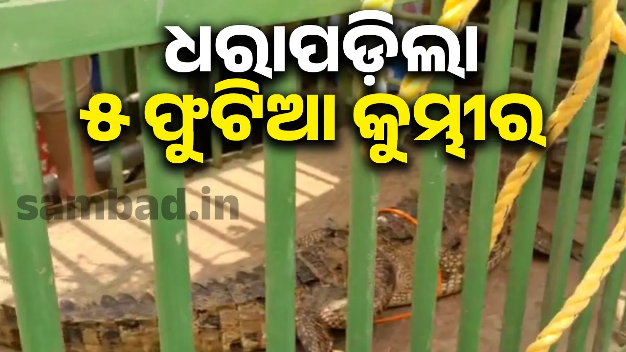  ୪ ଦିନର ଲୁଚକାଳି ଖେଳ ପରେ ଧରା ପଡ଼ିଲା ୫ ଫୁଟିଆ କୁମ୍ଭୀର