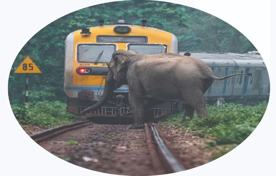  ୬ ବର୍ଷରେ ଟ୍ରେନ୍‌ ନେଇଛି ୮୧ ହାତୀଙ୍କ ଜୀବନ