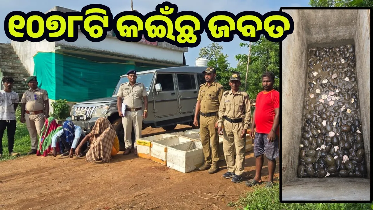  ଆନ୍ଧ୍ରରୁ ଚାଲାଣ ହେଉଥିଲା କଇଁଛ, ମୋଟୁରେ ଧରିଲା ବନବିଭାଗ