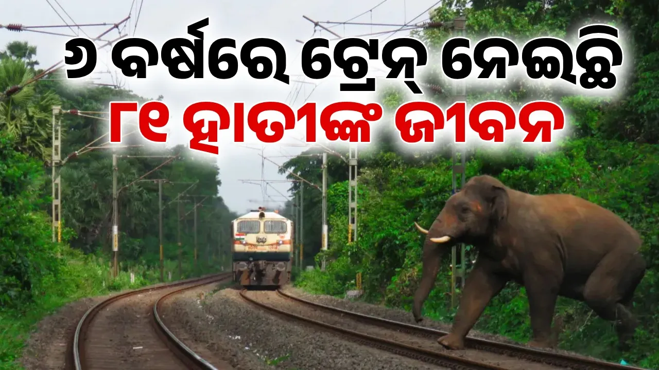  ୬ ବର୍ଷରେ ଟ୍ରେନ୍‌ ନେଇଛି ୮୧ ହାତୀଙ୍କ ଜୀବନ