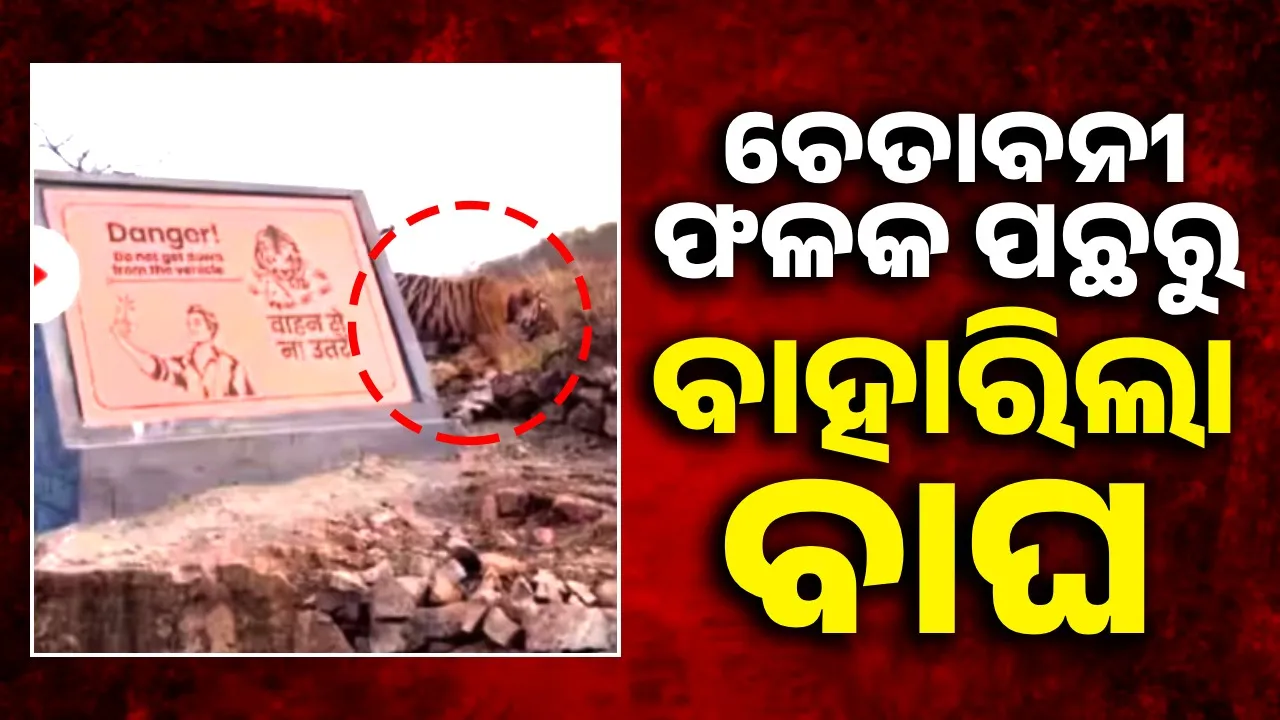  ସତର୍କୀକରଣ ବୋର୍ଡ ପଛରୁ ବାହାରିଲା ବାଘୁଣୀ