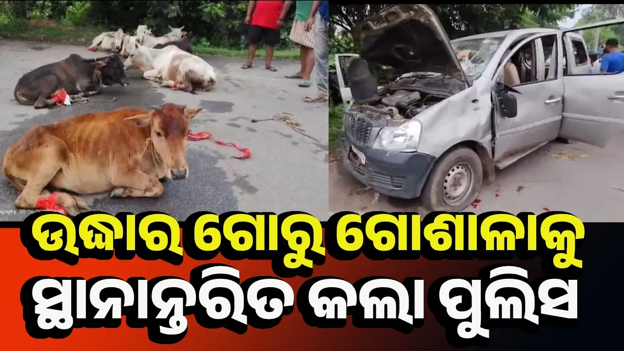  ଗୋ ଚାଲାଣ ବେଳେ ଗାଡ଼ି ଭଙ୍ଗାରୁଜା, ୧୧ ଗୋରୁ ଉଦ୍ଧାର
