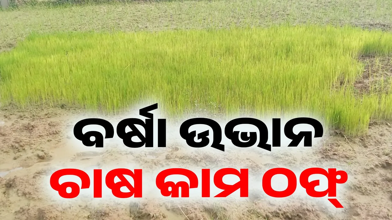  ଜଳବାୟୁ ପରିବର୍ତ୍ତନର ପ୍ରଭାବ: ଝରିଗାଁ ବ୍ଲକରେ ବର୍ଷା ଉଭାନ ଚାଷ କାମ ଠଫ