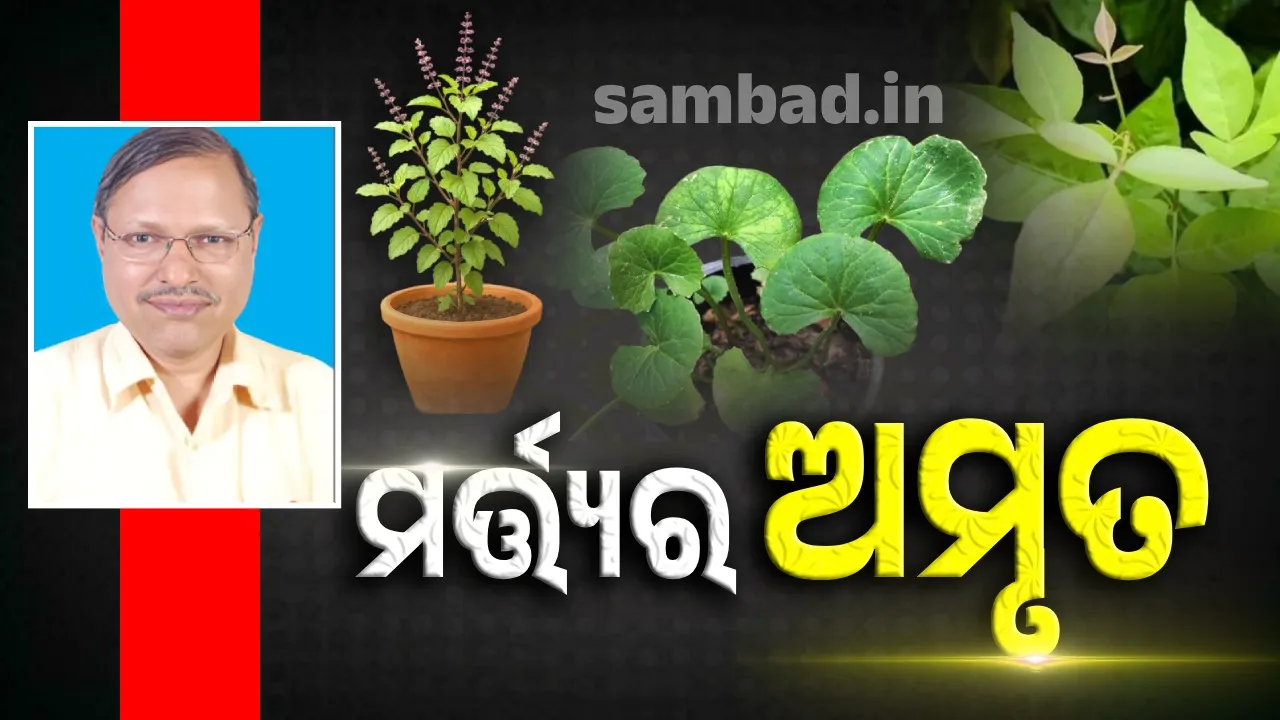  ମର୍ତ୍ତ୍ୟର ଅମୃତ: ଜାଣନ୍ତୁ କଣ କଣ ସେବନ କଲେ ଆଜିକାଲିର ବିଷାକ୍ତ ଖାଦ୍ୟରୁ ମିଳିବ ମୁକ୍ତି ? ସୁସ୍ଥ ରହିବ ଶରୀର...