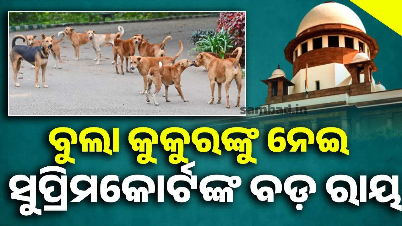  ବୁଲା କୁକୁରଙ୍କ ଆତଙ୍କରୁ ମିଳିବ ମୁକ୍ତି, ଏହି ବଡ଼ କାର୍ଯ୍ୟାନୁଷ୍ଠାନ ପାଇଁ ନିର୍ଦ୍ଦେଶ ଦେଲେ ସୁପ୍ରିମକୋର୍ଟ