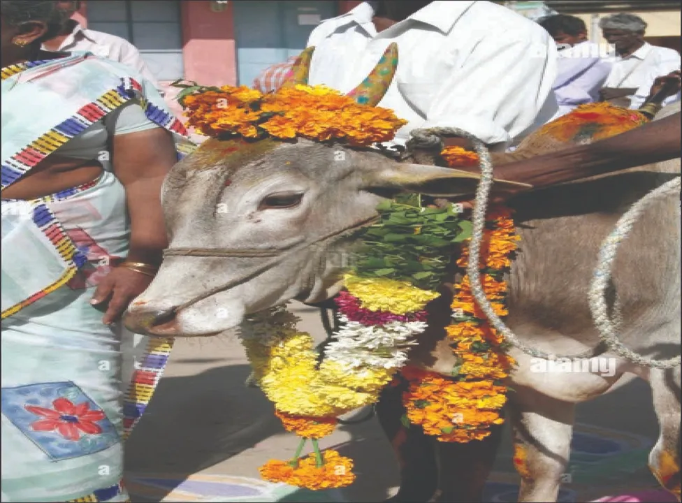  ହଜିଗଲା ଗହ୍ମାପୁନେଇଁରେ ଗୋପୂଜା ପରମ୍ପରା