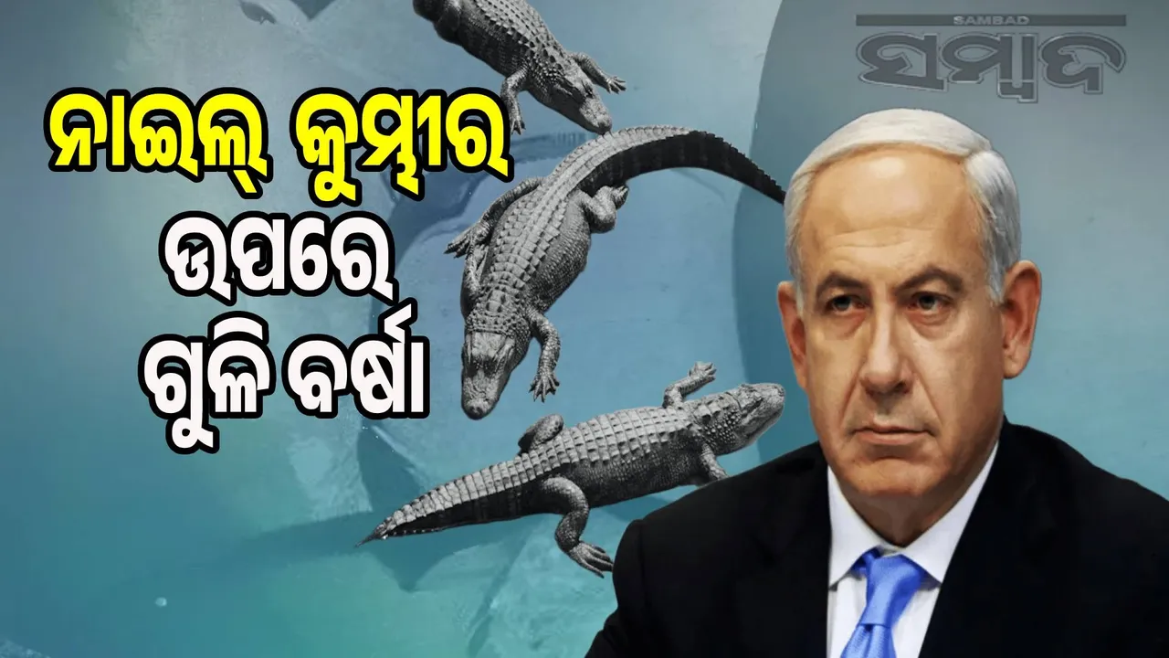  Netanyahu's army kills 262 rare crocodiles Photograph: (sambad.in) 