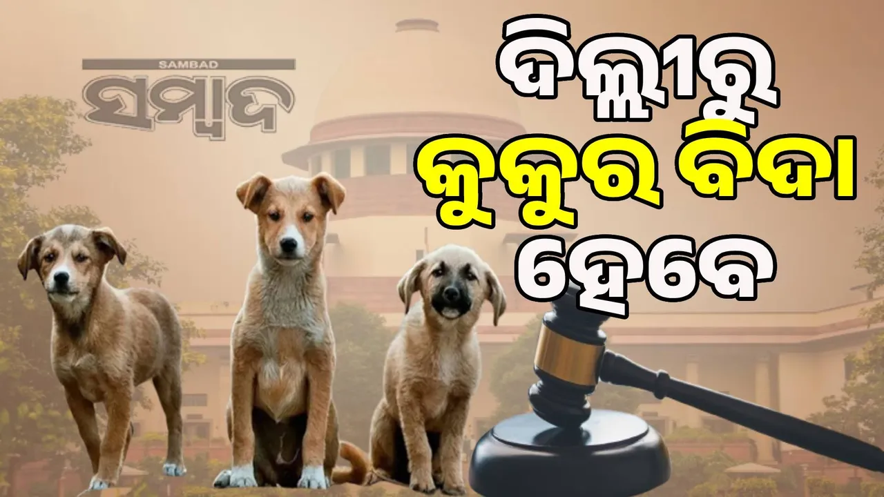  Putting dogs out is inhumane and cruel: PETA's comments on Supreme Court verdict Photograph: (sambad.in) 