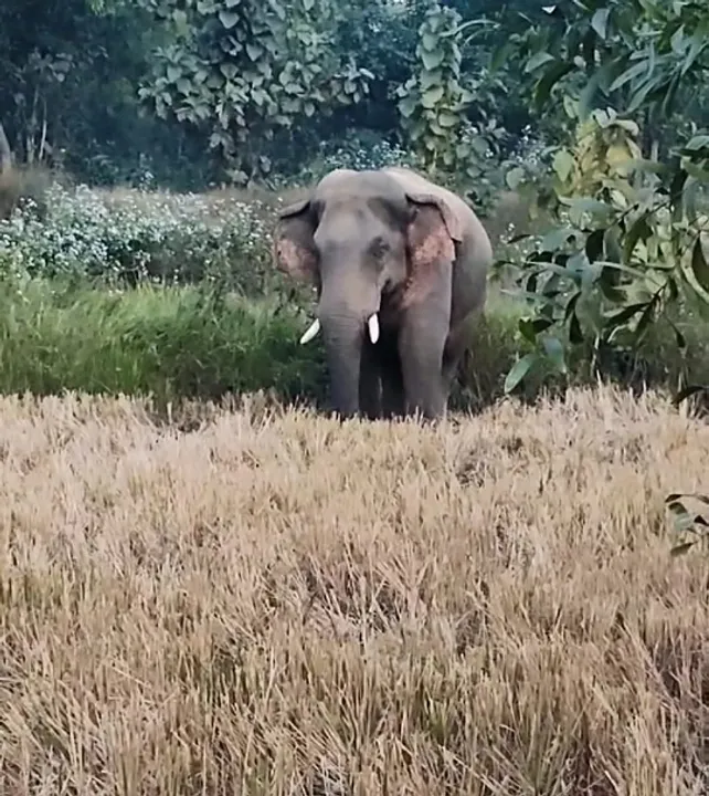  ସୁନ୍ଦରଗଡ଼ ଜିଲ୍ଲାରେ ଚିନ୍ତା ବଢ଼ାଇଛି ହାତୀ-ମଣିଷ ଲଢ଼େଇ