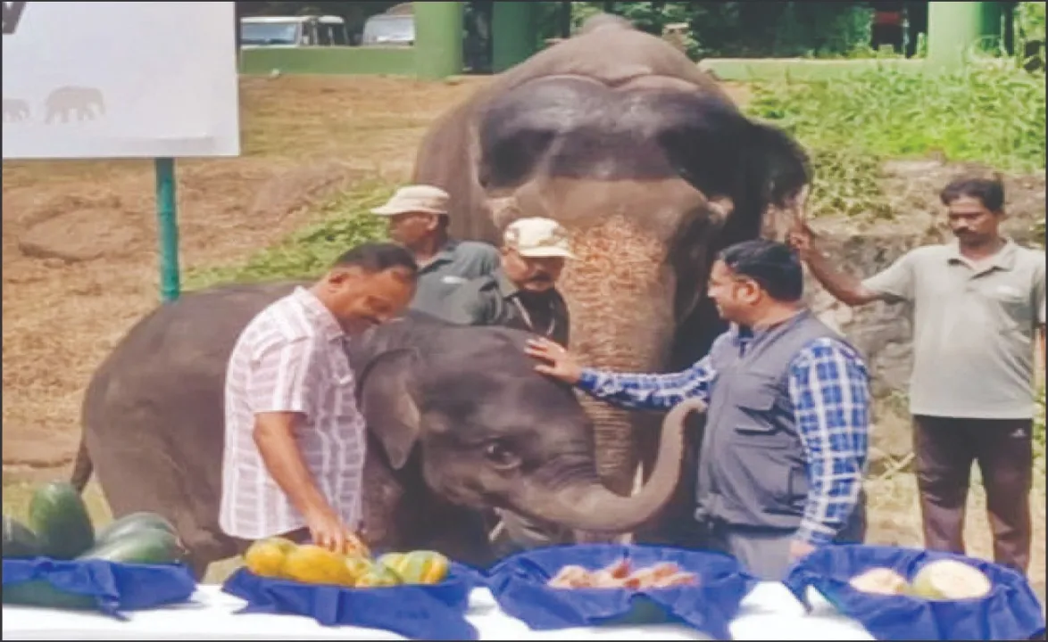  ନନ୍ଦନକାନନରେ  ବିଶ୍ୱ ହସ୍ତୀ ଦିବସ: ଖୁସିକଲା ଲିସା ଓ ଆଶାଙ୍କ ନଖରାମି