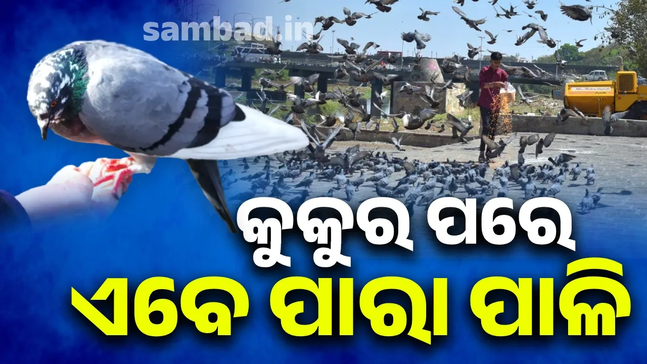  BMC seeks public opinion on feeding parrots: Refuses to serve food in public places Photograph: (sambad.in) 