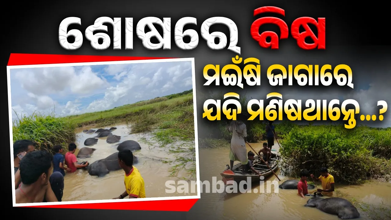 ମୃତ୍ୟୁ ନୁହେଁ ହୋଇଛି ହତ୍ୟା ! ମଇଁଷି ମଡ଼କ ବଦଳରେ ଯଦି ମଣିଷ ମଡ଼କ ହୋଇଥାନ୍ତା…? ଏ ସମାଜ କଣ ଆଜି ଚୁପ୍ ଥାନ୍ତା..?