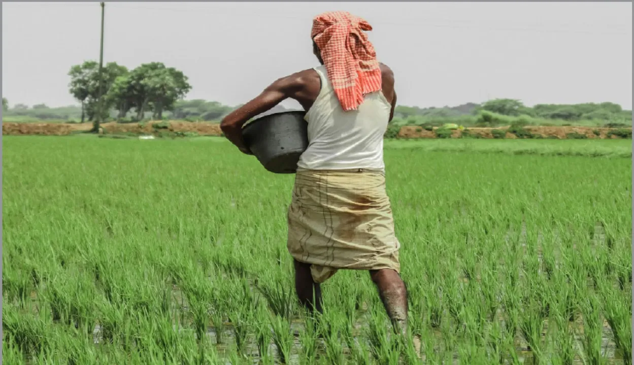  ଚାଷଜମି ବଢ଼ୁନି, ଧାନଚାଷୀଙ୍କ ସଂଖ୍ୟା ବଢ଼ୁଛି: ଗତବର୍ଷ ତୁଳନାରେ ୧୫.୭୨% ବଢ଼ିଲେଣି ଚାଷୀ