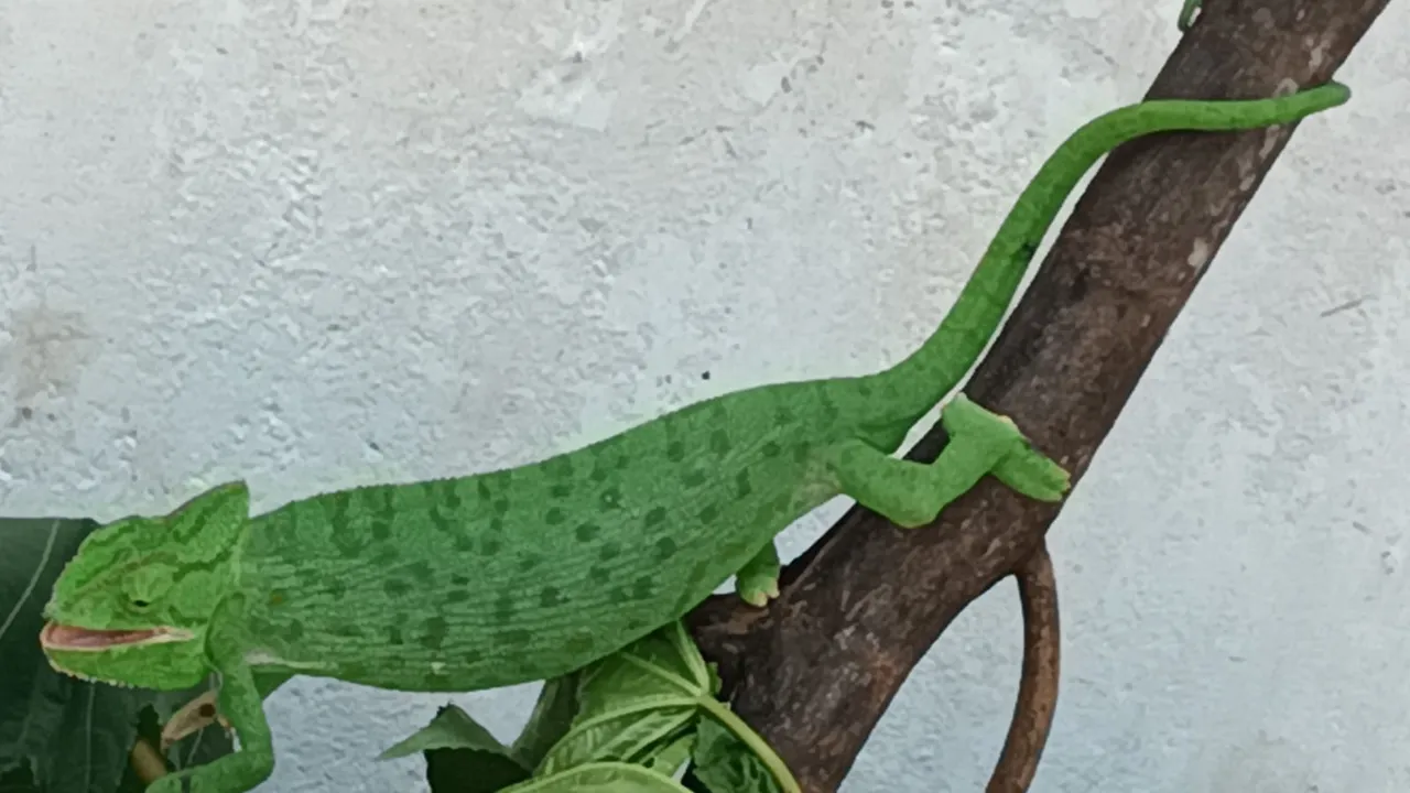  ବିରଳ ଏଣ୍ଡୁଅ ଉଦ୍ଧାର