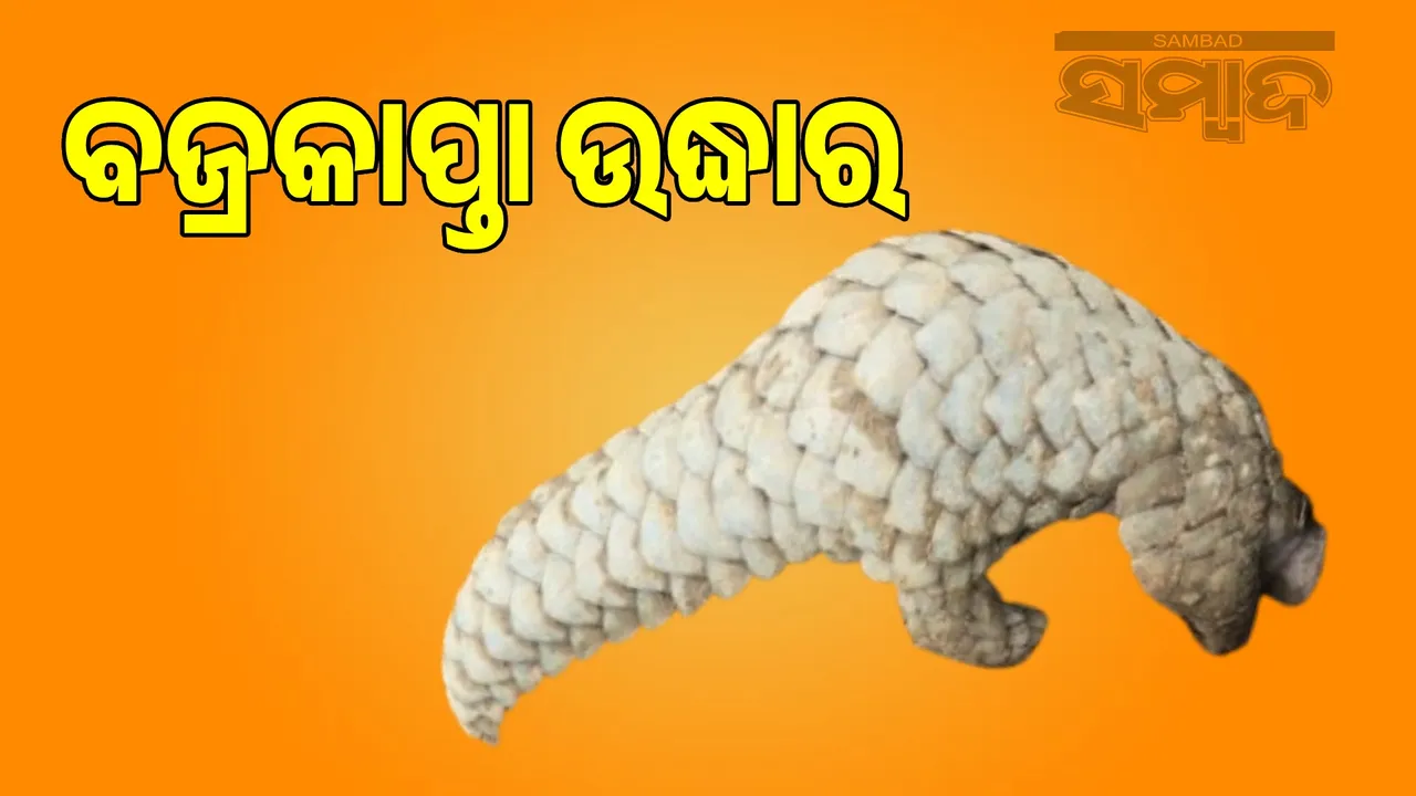  3 Kilo indian pangolinin rescue from Anbola Jor village Photograph: (sambad.in) 