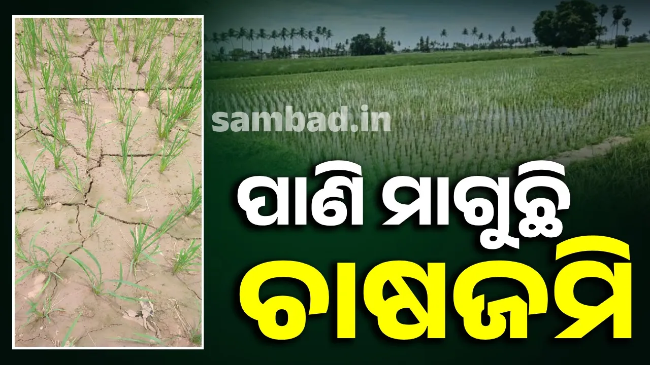  ଚିନ୍ତାରେ ଚାଷୀ: ସମସ୍ୟାର ସମାଧାନ ପାଇଁ ଉପଜିଲ୍ଲାପାଳଙ୍କୁ ଦାବିପତ୍ର ପ୍ରଦାନ