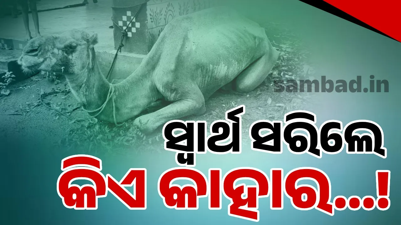  ମାଲ୍‌ ବୋହି ମାଲିକର ପେଟ ପୋଷୁଥିଲା; ବୁଢ଼ା ହେବାରୁ ପର କରିଦେଲା ସ୍ବାର୍ଥୀ ମଣିଷ