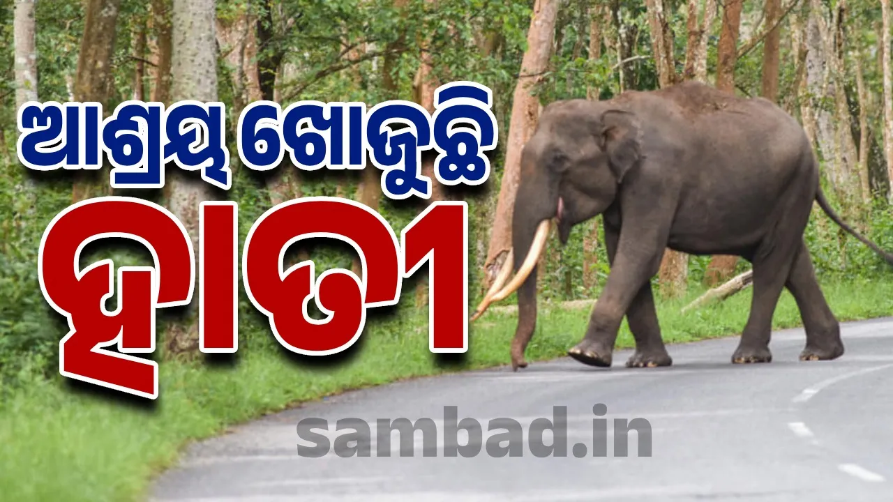  ଗାଁଦାଣ୍ଡରେ ଘୁରି ବୁଲୁଛି ଗୋଠଛଡ଼ା ଦନ୍ତା, ଲୋକେ ଆତଙ୍କିତ