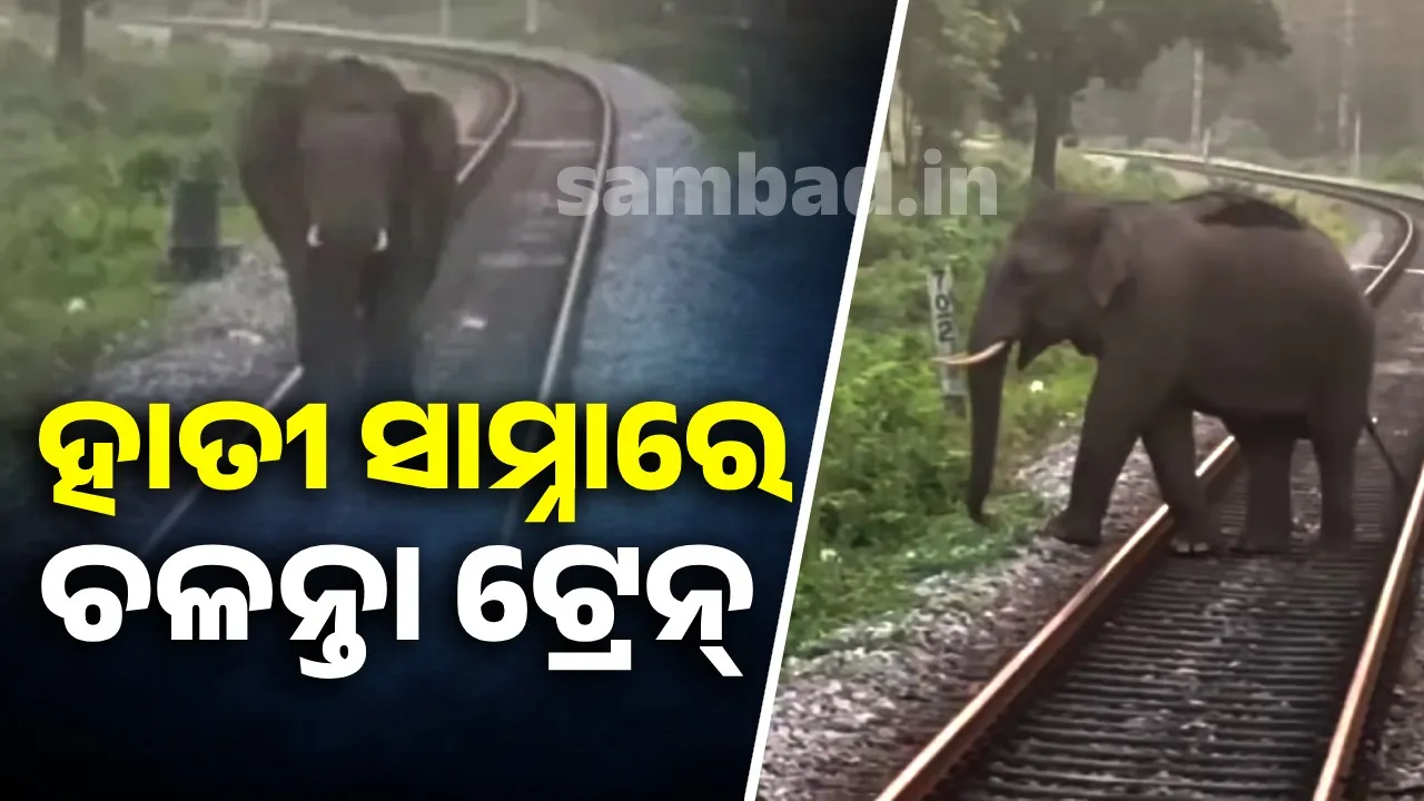  Train running in front of elephant on railway tracks Photograph: (sambad.in) 