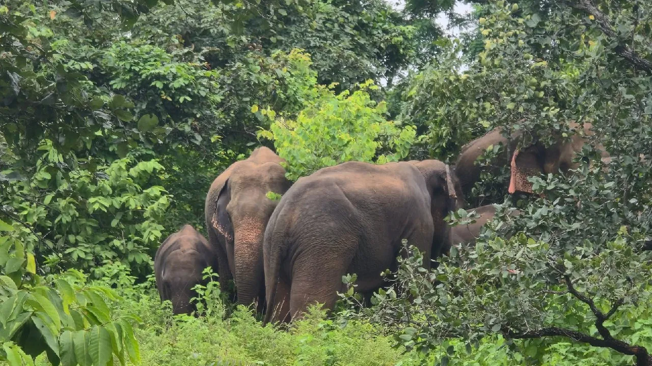  ୮ଟିକିଆ ହାତୀପଲ ଘଉଡ଼ାଇବାକୁ ବନ ବିଭାଗର ଉଦ୍ୟମ ଆରମ୍ଭ