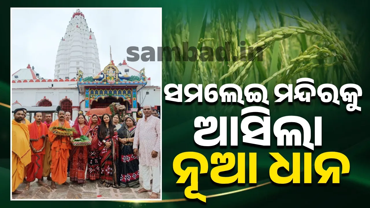  ୨୮ରେ ନବାନ୍ନ ଅର୍ପଣ ନିମ‌ନ୍ନେ ଲଗ୍ନଧାର୍ଯ୍ୟ:  ସମଲେଇ ମନ୍ଦିରକୁ ଆଜି ଆସିଲା ନୂଆ ଧାନ