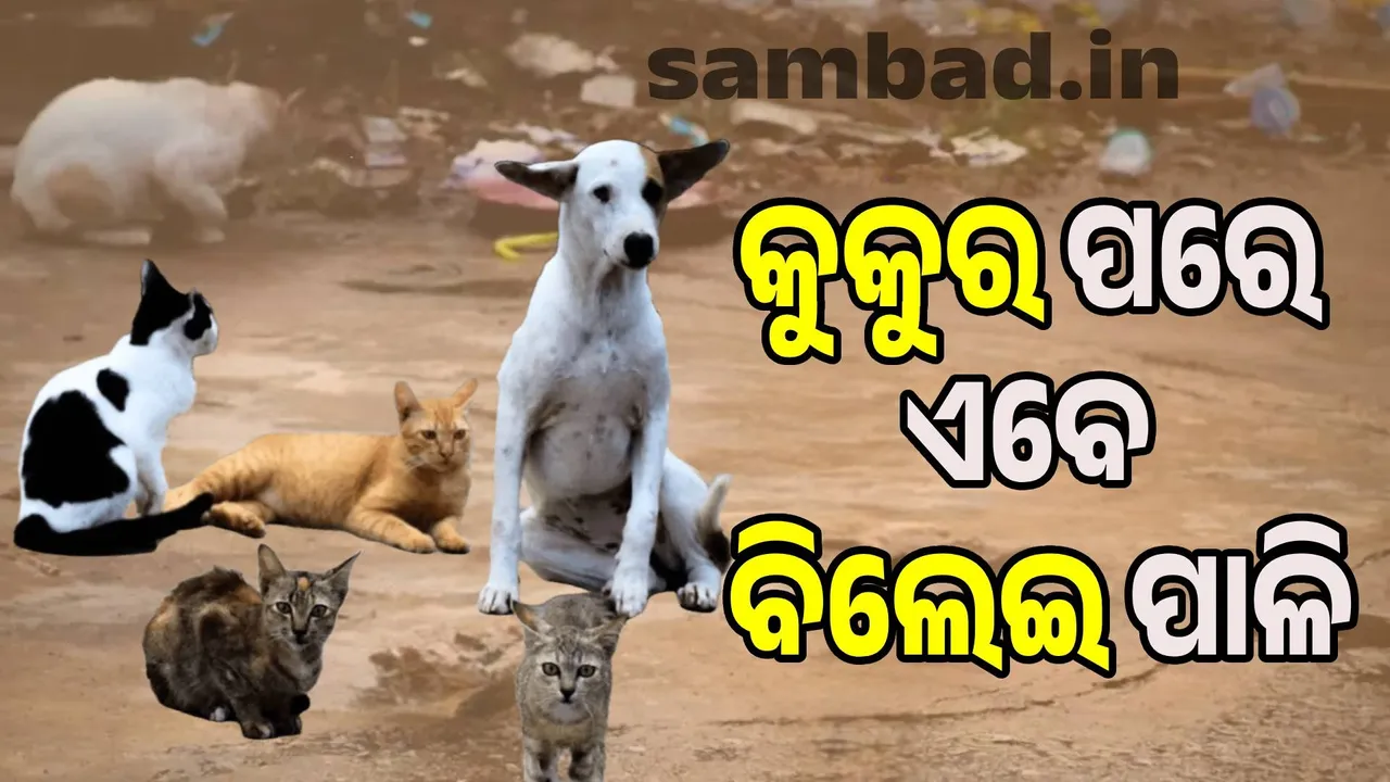  After dogs, now it's cats' turn: Sterilization campaign begins Photograph: (sambad.in) 