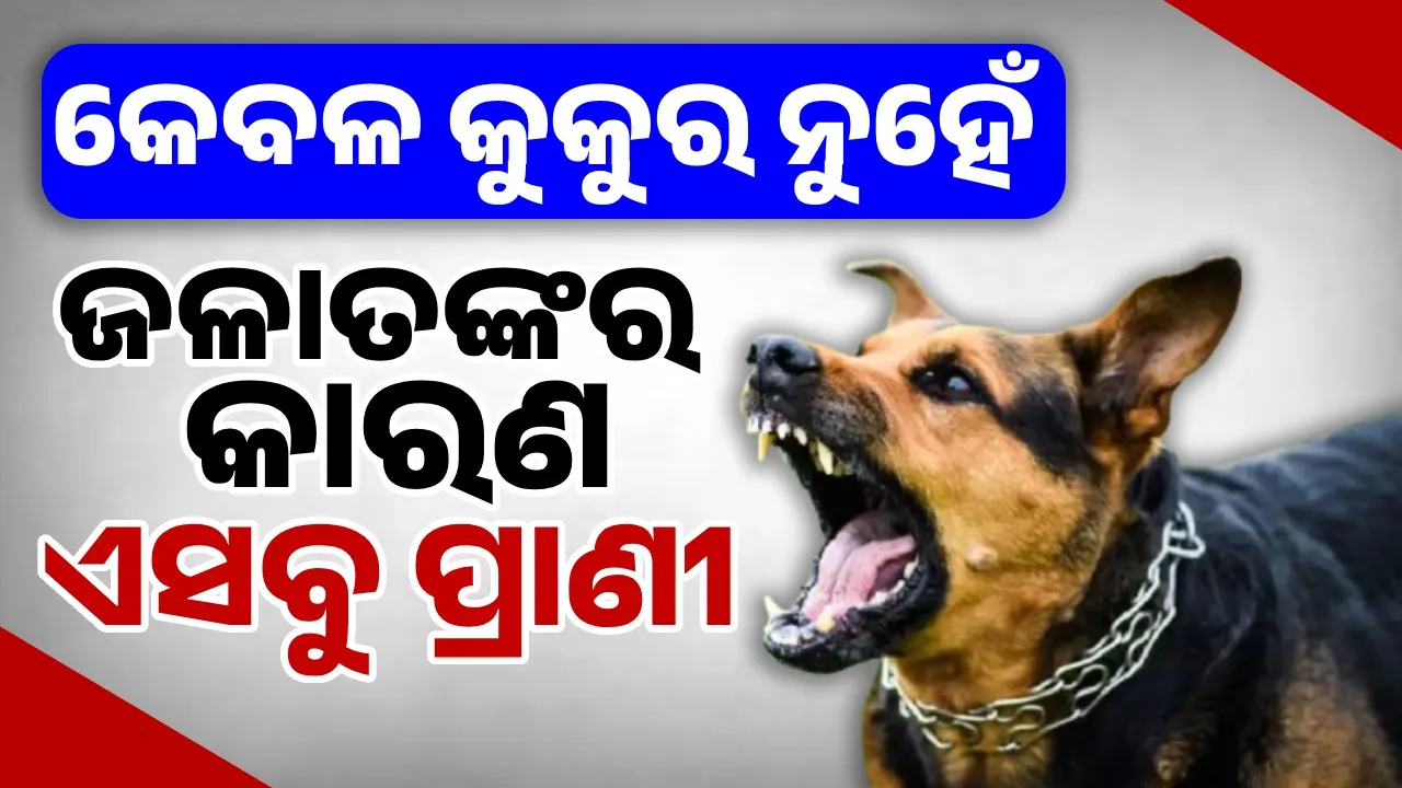 କେବଳ କୁକୁର ନୁହେଁ, ଏସବୁ ପ୍ରାଣୀଙ୍କଠୁ ମଧ୍ୟ ସଂକ୍ରମିତ ହୋଇଥାଏ ଜଳାନ୍ତକ ରୋଗ...ସତର୍କ ନରହିଲେ ହେବ ମୃତ୍ୟୁ