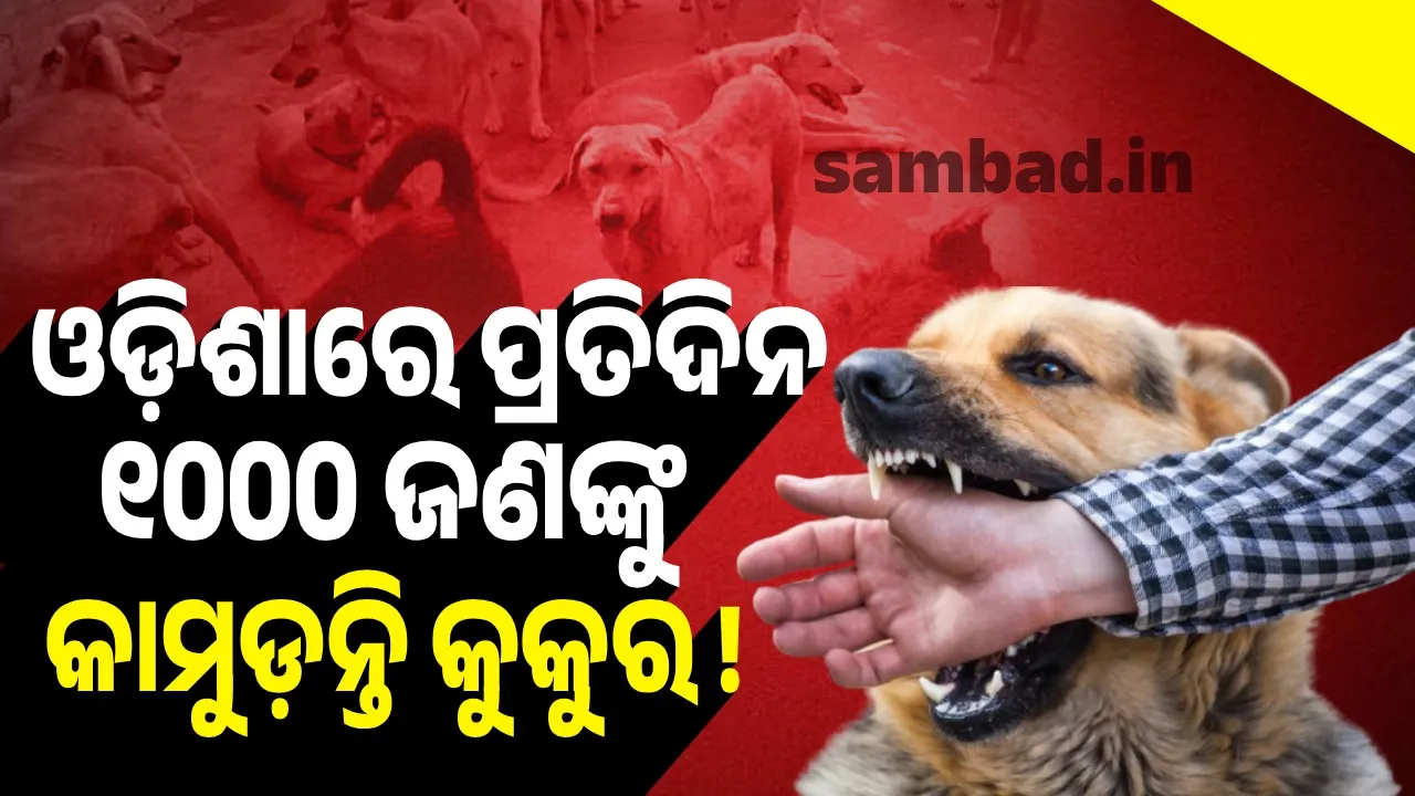  କାହିଁକି କାମୁଡ଼ନ୍ତି ବୁଲା କୁକୁର? ଓଡ଼ିଶାରେ ପ୍ରତିଦିନ ୧୦୦୦ ଜଣ କୁକୁର କାମୁଡ଼ାର ଶିକାର ହେଉଛନ୍ତି !