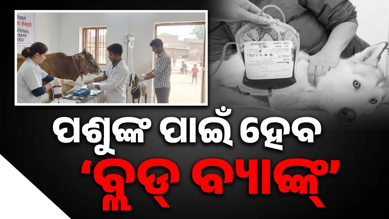  ଏଣିକି ମଣିଷମାନଙ୍କ ପରି ପଶୁମାନଙ୍କ ପାଇଁ ବି ହେବ ବ୍ଲଡ୍‌ ବ୍ୟାଙ୍କ୍‌; ପ୍ରଥମ ଥର ଜାରି ହେଲା ରାଷ୍ଟ୍ରୀୟ ଗାଇଡ୍‌ଲାଇନ୍‌