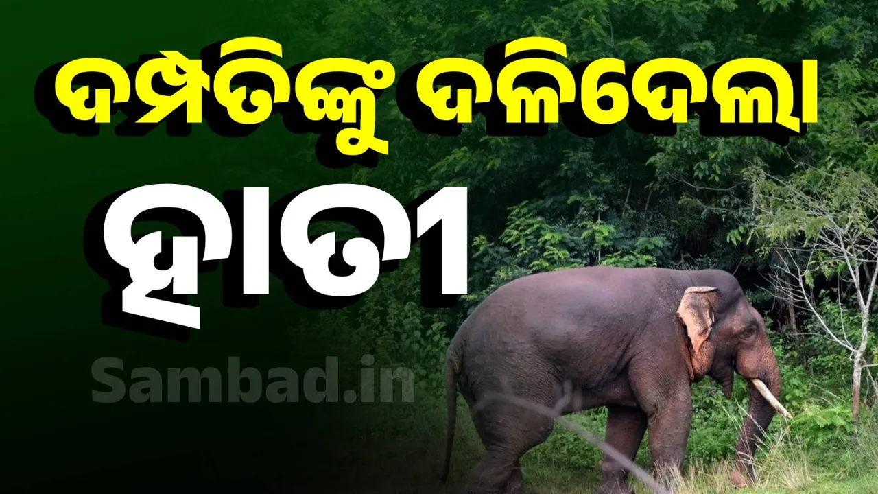  ଫସଲ ଜଗିବା ହେଲା କାଳ: ଦମ୍ପତିଙ୍କୁ ଦଳିଦେଲା ବଣୁଆ ହାତୀ