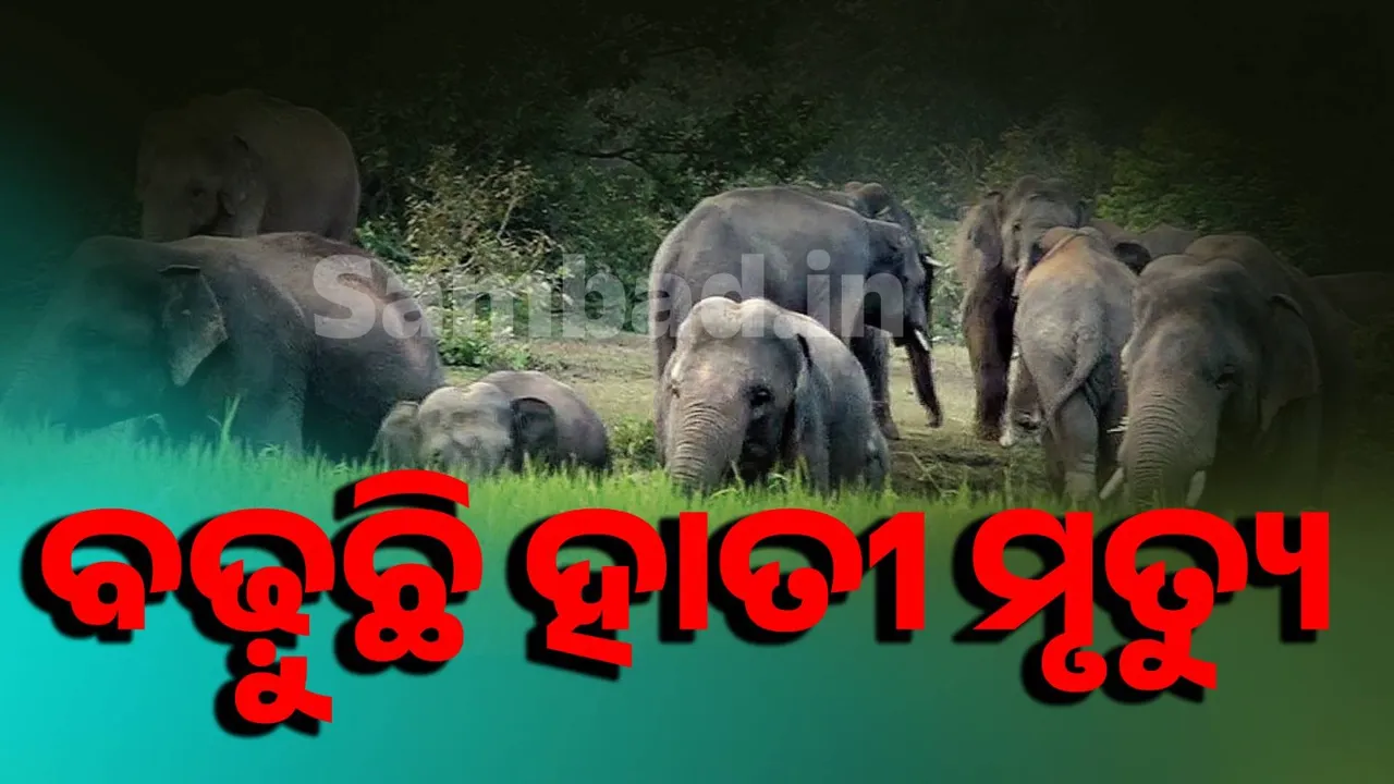  ଗତ ଛଅ ବର୍ଷ ମଧ୍ୟରେ, ରାଜ୍ୟରେ ବିଦ୍ୟୁତ୍ ଆଘାତରେ ଯାଇଛି ୧୦୪ ହାତୀଙ୍କ ଜୀବନ