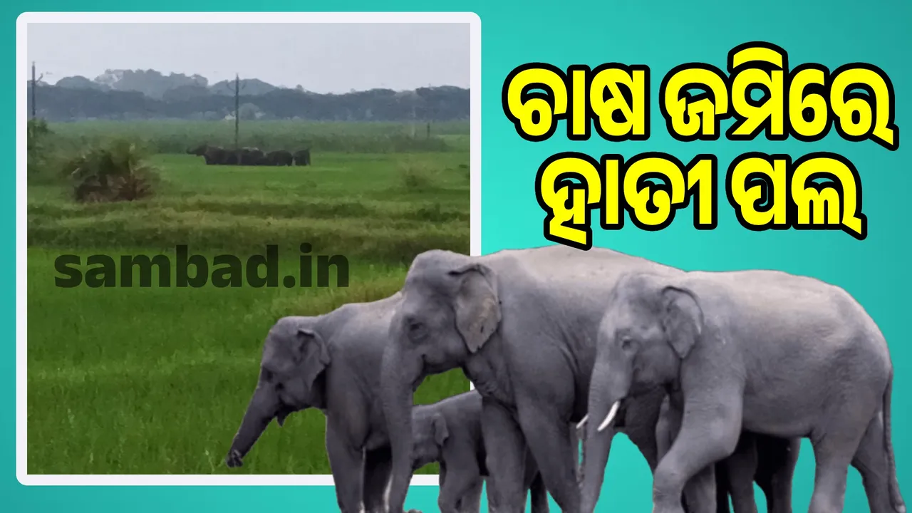  Forest department attempts to drive away 8 elephant herds Photograph: (sambad.in) 