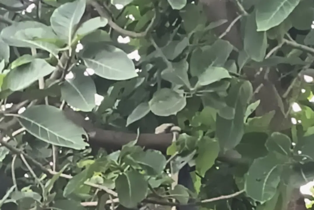  ମହୁଲ ଗଛରୁ ମହିଳାଙ୍କ ମୃତଦେହ ଉଦ୍ଧାର