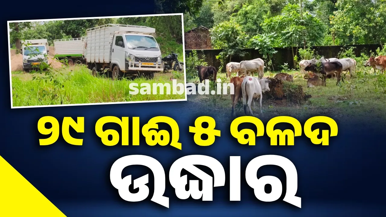  29 cows, 5 bulls rescued from pickup truck carrying 4 cows Photograph: (sambad.in) 